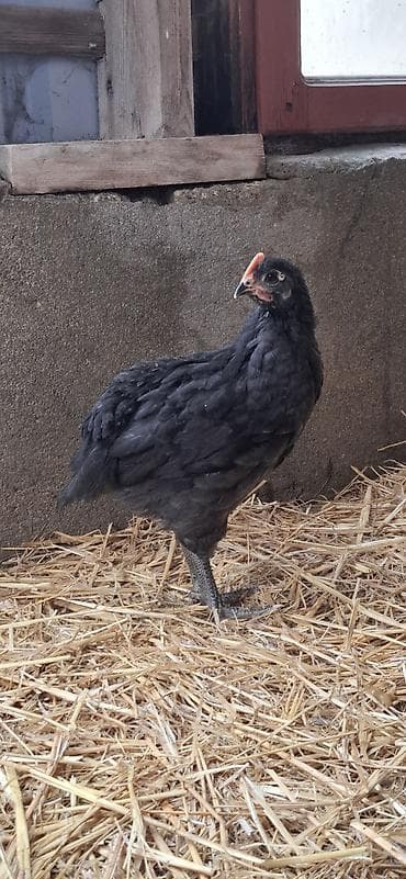 çüçə: Toyuq cücələri, Damazlıq — 3