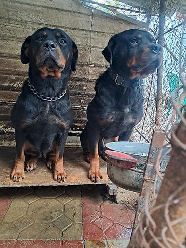 etibarli əllərə verilir: Rottweiler cinsi itlər – cütlük - Cins: Rottweiler - Rəng — 2