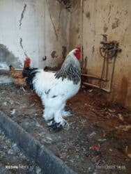 K/t heyvanları üçün mallar: Xoruz, Brama, il: 1, Ünvandan götürmə, Ödənişli çatdırılma — 2