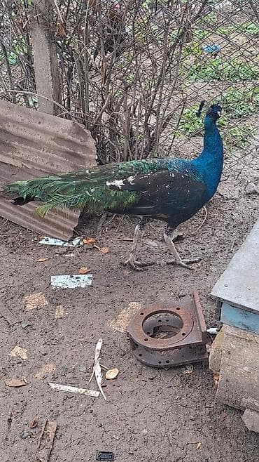 qara quyruq: Məhsul: Mavi tovuz quşu (QARA QANAD SORTUDU) Təsvir: - Nadir — 4