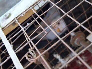 tuk tuk mmc: Salam umumi 10 qusdur 2 çütdür 6 si ise tek tek sekillerdede var cut — 9