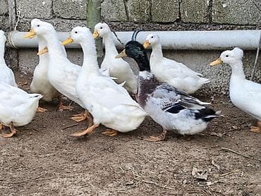 pekin ördək: Dişi, | Kuban, Ətlik, Ünvandan götürmə — 4