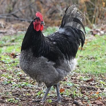 Toyuq, Damazlıq, Ünvandan götürmə
