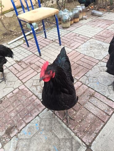 Toyota: Курица, Australop, Для разведения — 5