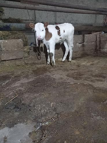 Disi Süni mayalanma