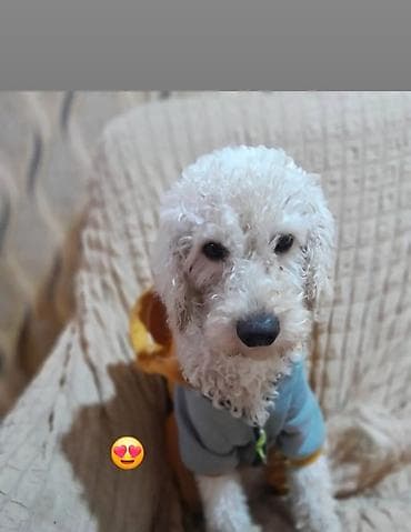 Птицы: Пудель, 2 года, Самец, С прививками — 1