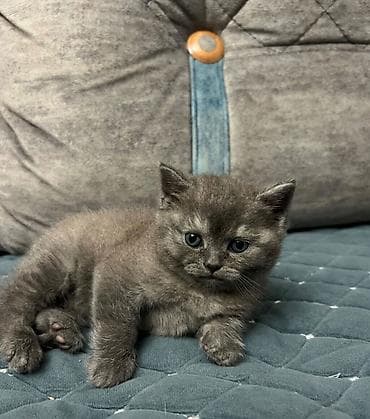 pişiyler: Şotland, Dişi — 1