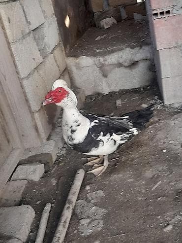 Hər cinsdə diri və təmizlənmiş lal ördəklər satılır çoxdular