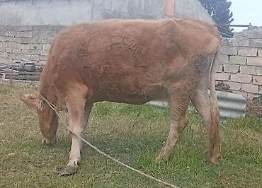 Ətlikdi 1 qarin dogub super kokdu Real alcilar Narahat etsin Başı Boş
