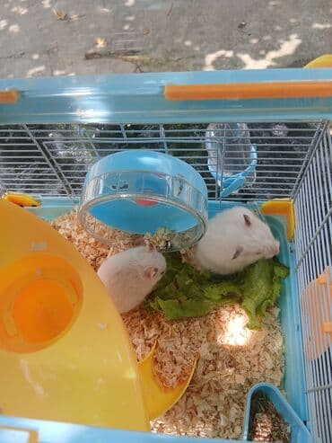 клетки для хомяков в баку: Hamsterlər üçün nəzərdə tutulmuş qəfəs, heyvanların təhlükəsiz və — 1