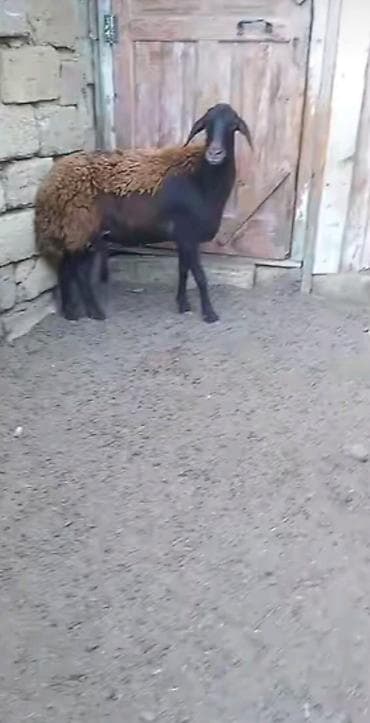 bildirçin əti satışı: Salam əkiz dişi quzulardi analari sekildedi quzular satilir cüt birin — 2