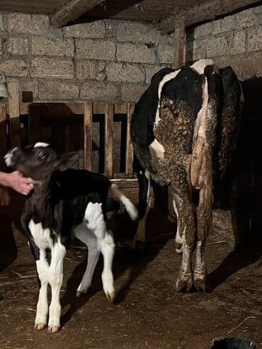 Dovşanlar: 10 günlük dişi buzov satılıt anası 2 ci qarna doğub 28 lt təmiz süd — 4