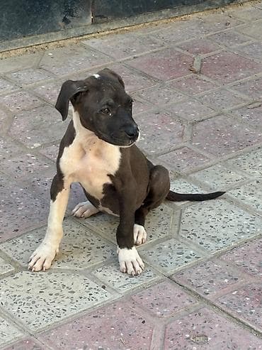 İtlər: Pitbul, 3 ay, Dişi, Peyvəndli, Ünvandan götürmə — 1