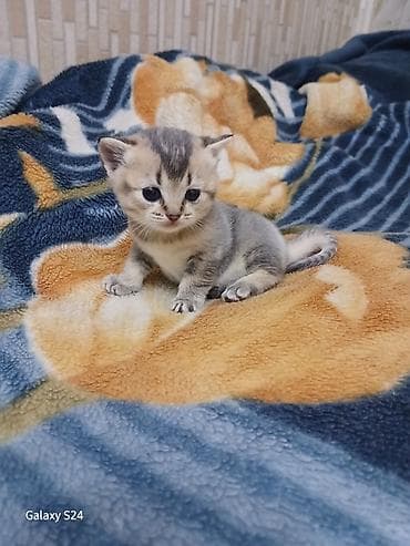 шотландская серебристая шиншилла купить: Британская — 5