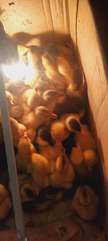 ördək balası: Məhsul: ördək balaları (cücələr) Təsvir: - 3günlük ördək balalari - — 1