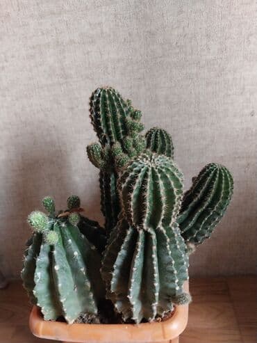 Лекарства для растений: Комнатные растения — 4