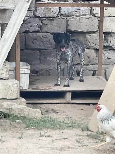 saf su: Peyvəndli — 1