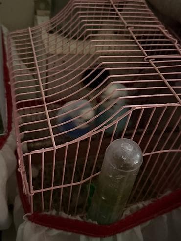 quşları: Mehebbet quslari 3 cutdu ayri ayrida satilir 1 cutu 60 azn 2 aydan bir — 8