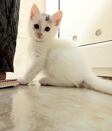 itle qizin seksi: Dişi, Yaxşı əllərə, Ünvandan götürmə — 4