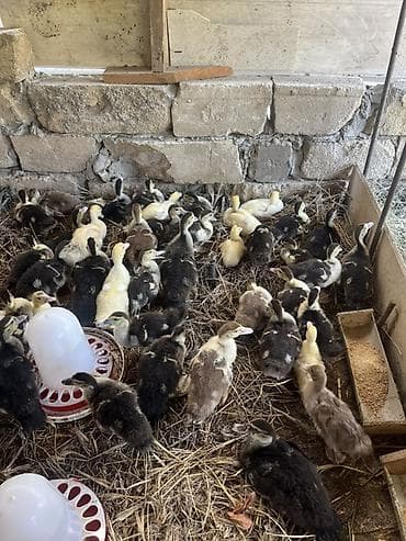 40 günlük lal ördək satılır.Qiymət 7 manat sondur. Bu gün çıxmış