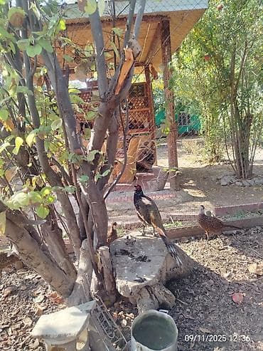 Qırqovul (qara qonur fərələr) 
0507867900 Vatsap aktivdir