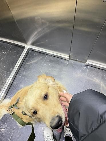 itlerin qidalanmasi: Retriever, 11 ay, Erkek, Peyvəndli, Ünvandan götürmə — 5