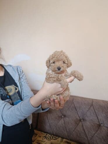 şotlan pişik: Şotland yastı qulaq, Erkək, Dişi, Yaxşı əllərə, Ünvandan götürmə, Pulsuz çatdırılma, Ödənişli çatdırılma — 235