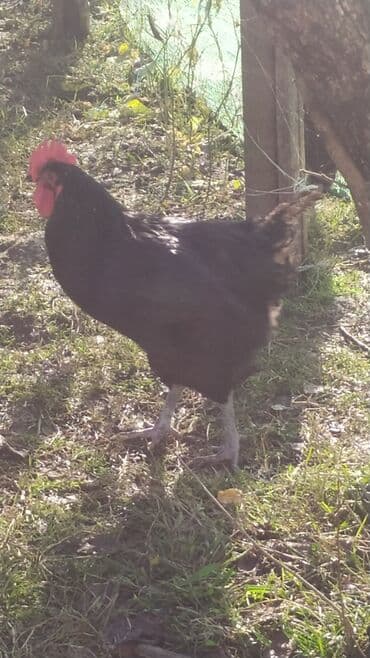 Kənd təsərrüfatı quşları: Xoruz, il: 1, Pulsuz çatdırılma — 2