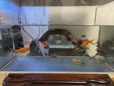 аквариум без рыб: Akvarium en 45 sm uzunu 1 metir hün ekran görnüşü 50 sm 20 növ renqli — 4