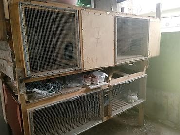 ucuz goyərcin: Satıram kredit olar dəyişmək olar — 3