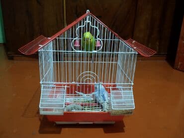 енот в баку купить: Bütöv quş qəfəsi dəsti - Ev formasında dizaynlı, metal barmaqlıqlı — 3