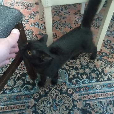 Heyvanlar üçün mallar: Yaxşı əllərə — 3