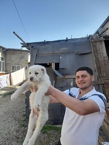 haski balaları: Alabay, 2 ay, Dişi, Peyvəndli — 3