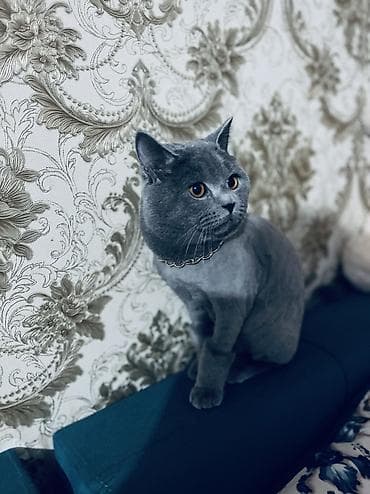 ev pisiyleri: Britan, Erkək, Yaxşı əllərə, Ünvandan götürmə — 6