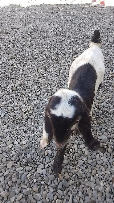 rakun satışı: Temiz qan helem keçisinin balasi satılır.200manat — 4