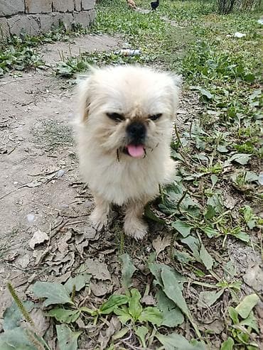 cins heyvanlar: Pekines, 1 il, Erkek, Ünvandan götürmə — 9