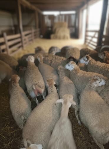 dovsan satışı: Satışa sürü quzu - Növ: yerli cins qarışıq ana qoyunlar və qoçlar - — 1