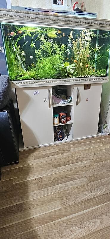akvariu: Qiymet bow ak- Şüşə akvarium: –120sm uzunluq,60sm hundurluk,45sm en — 2