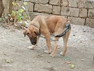 qurdbasar balaları: Qurdbasar, 3 ay, Dişi, Ödənişli çatdırılma — 3