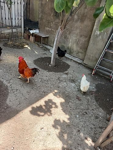 dekarativ quslar: Yumurtlayan toyuqlar, xoruzlar, çolpalar, 1 aylıq cücələrdə var — 1