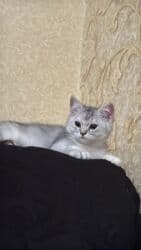 bala pişik satışı: Dişi, Yaxşı əllərə, Ünvandan götürmə, Pulsuz çatdırılma — 6