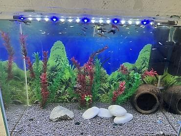 oskar balığı: Akvarium-şkaf, Balıqlarla birlikdə, 90 l, Ödənişli çatdırılma, Ünvandan götürmə — 7
