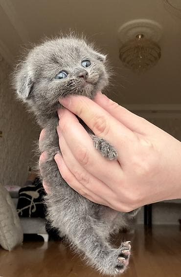 ördək balası haqqında məlumat: Britan — 10