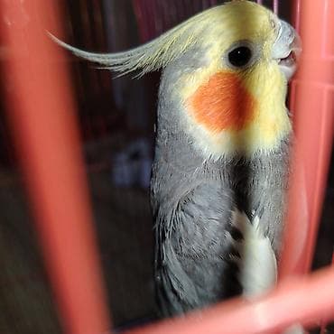 Korella quwlari,boyuk qefesi 2 eded.usdunde yuvasinida verecem.ciddi