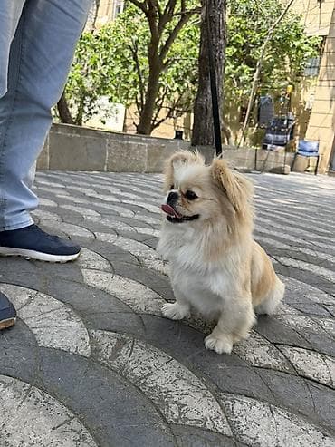 ari satilir: Pekines — 2