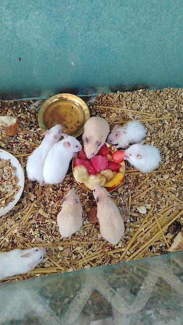 ev sıçanı: Ağ rəngli dekorativ siçanlar – cütlük - Növ: dekorativ siçan (pet) - — 2