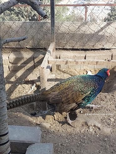 Məhsul: Qırqovul və yumurtaları Təsvir: - Nadir rəng çalarlarına