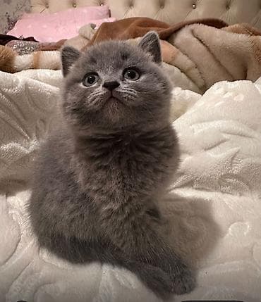 disi it adlari: Şotland — 4