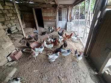 Toyuq, Yumurtalıq
