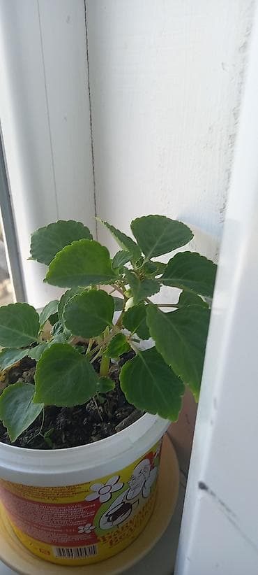 semeni sekli: Otaq gülləri – kolleksiya sortları - Impatiens (balsamin) – — 4